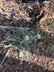 Oreocarya suffruticosa setosa
