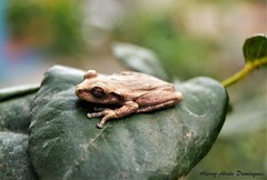 Osteopilus dominicensis