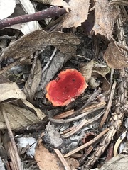 Microstoma protractum