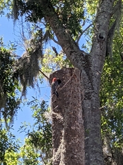 Melanerpes carolinus image