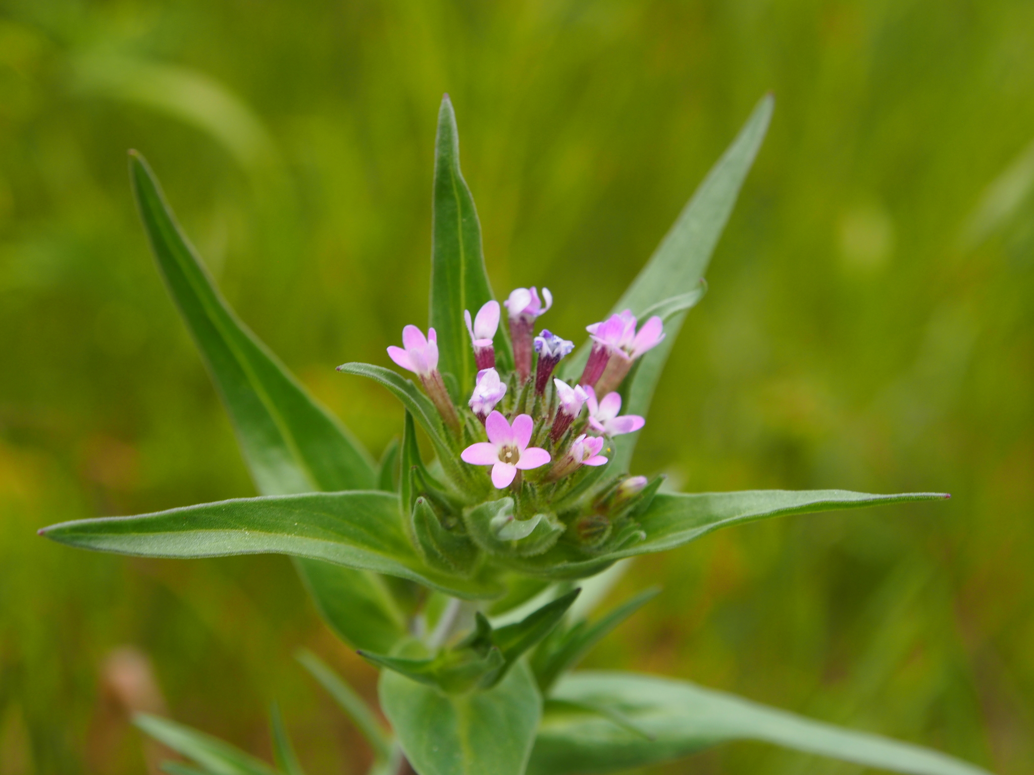 Collomia