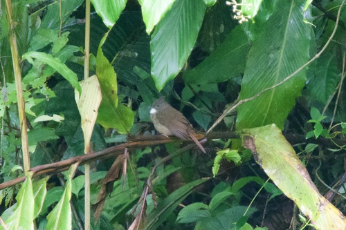 Penan Bulbul (Alophoixus ruficrissus), photo 9