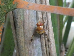 Copestylum tympanitis