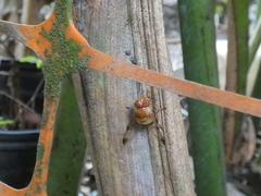 Copestylum tympanitis