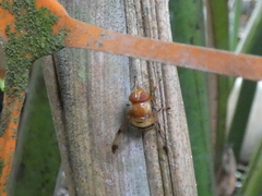 Copestylum tympanitis