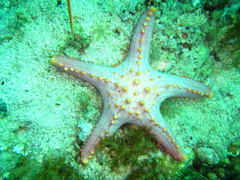 Pentaceraster alveolatus