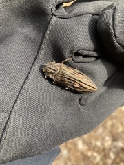 Chalcophora virginiensis