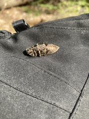 Chalcophora virginiensis