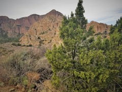 Juniperus pinchotii