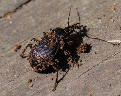 Sphaeroderus