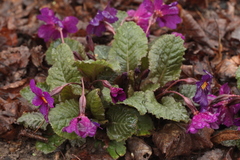 Primula × pruhonicensis
