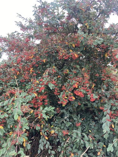 Cotoneaster coriaceus
