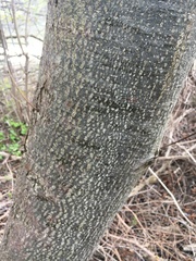 Magnoliopsida