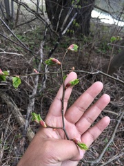 Magnoliopsida