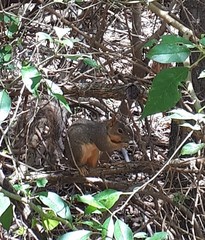 Sciurus niger