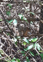 Sciurus niger
