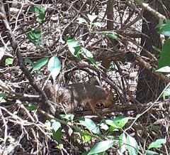 Sciurus niger