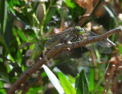 Erythemis vesiculosa