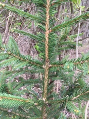 Picea