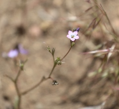 Gilia diegensis