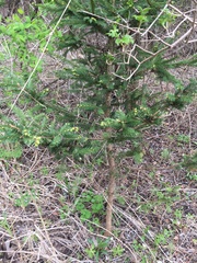 Picea