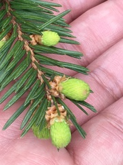 Picea