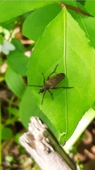 Rhamphomyia longicauda