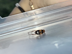 Phyllotocus bimaculatus