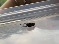 Phyllotocus bimaculatus