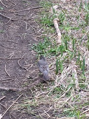 Turdus migratorius