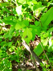 Rhamphomyia longicauda