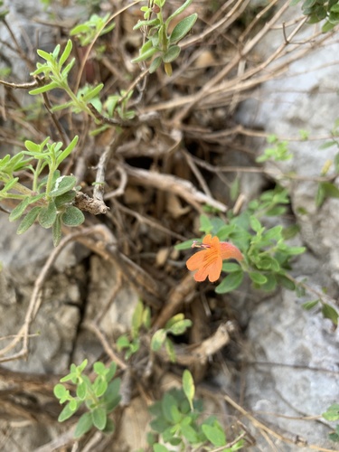 Poliomintha longiflora, photograph 3
