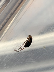 Phyllotocus bimaculatus