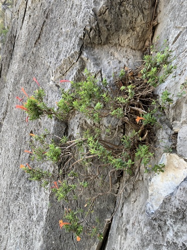 Poliomintha longiflora, photograph 4
