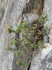 Poliomintha longiflora, photograph (c) Kenzie Anderson-Bell, some rights reserved (CC BY)