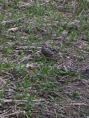 Turdus migratorius