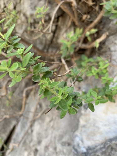 Poliomintha longiflora, photograph 5