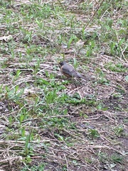 Turdus migratorius