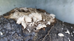 Schizophyllum commune