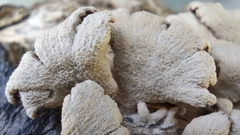 Schizophyllum commune