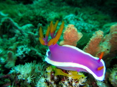 Hypselodoris variobranchia