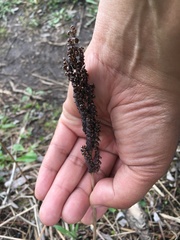 Onoclea sensibilis