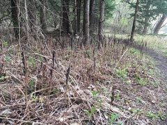 Onoclea sensibilis