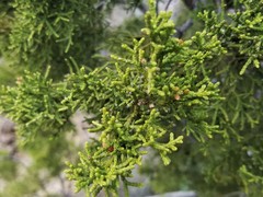 Juniperus pinchotii
