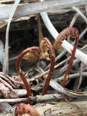 Onoclea sensibilis