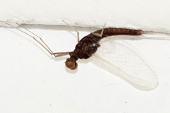 Ephemerella subvaria