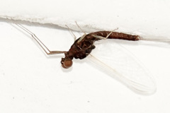 Ephemerella subvaria