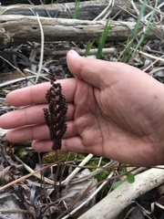 Onoclea sensibilis