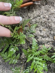 Pteris tremula