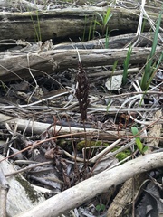 Onoclea sensibilis